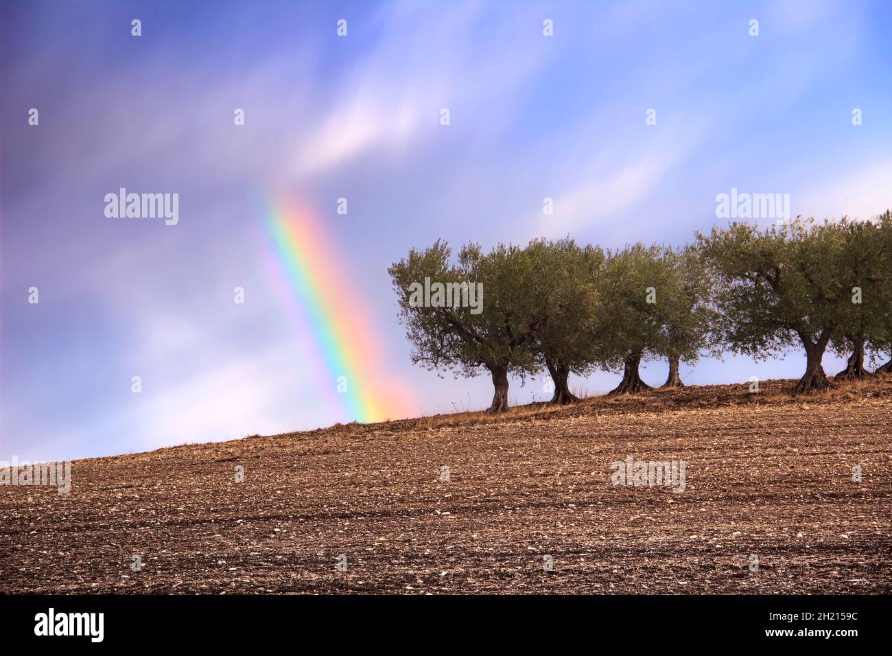 Between Puglia and Basilicata: olive trees on harvested fields topped with rainbow, Italy. Stock Photo