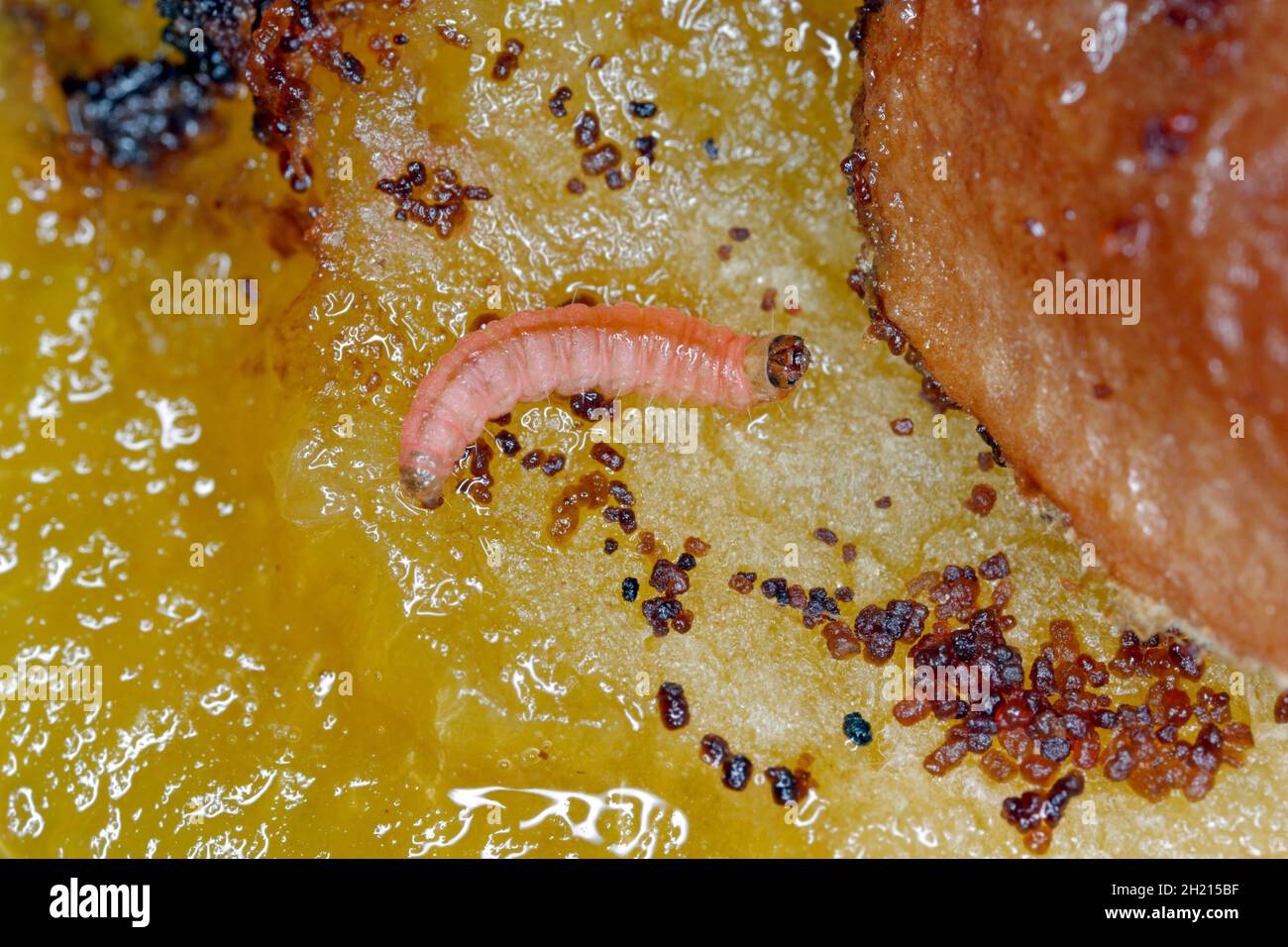 Larva of Plum fruit moth Grapholita (sometimes Cydia) funebrana in