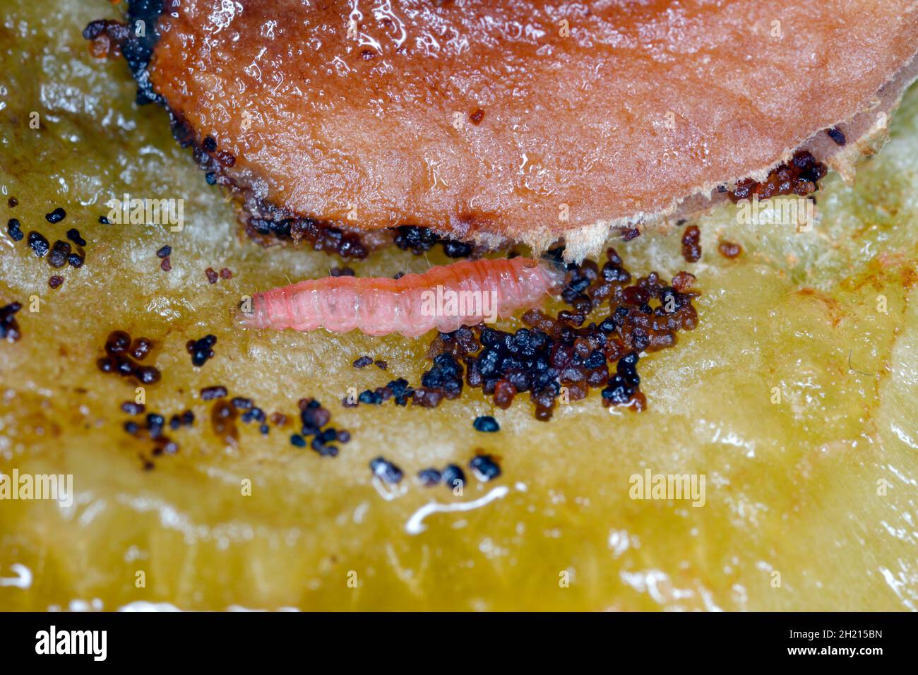 Larva of Plum fruit moth - Grapholita (sometimes Cydia) funebrana in plum friut. It is a moth of the family Tortricidae, an important pest of plums. Stock Photo