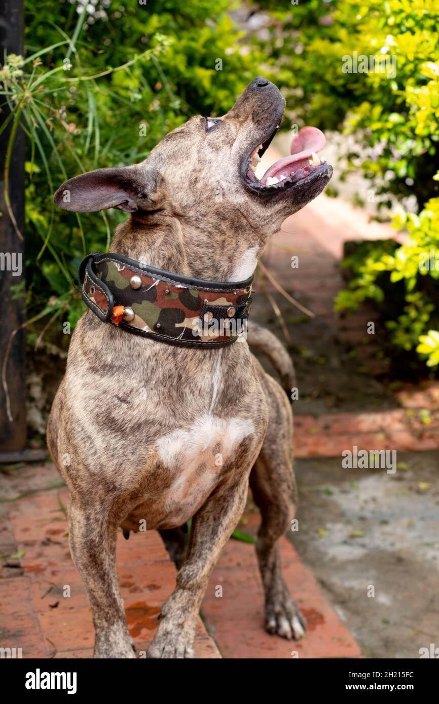 Pitbull dog vicious hi-res stock photography and images - Alamy