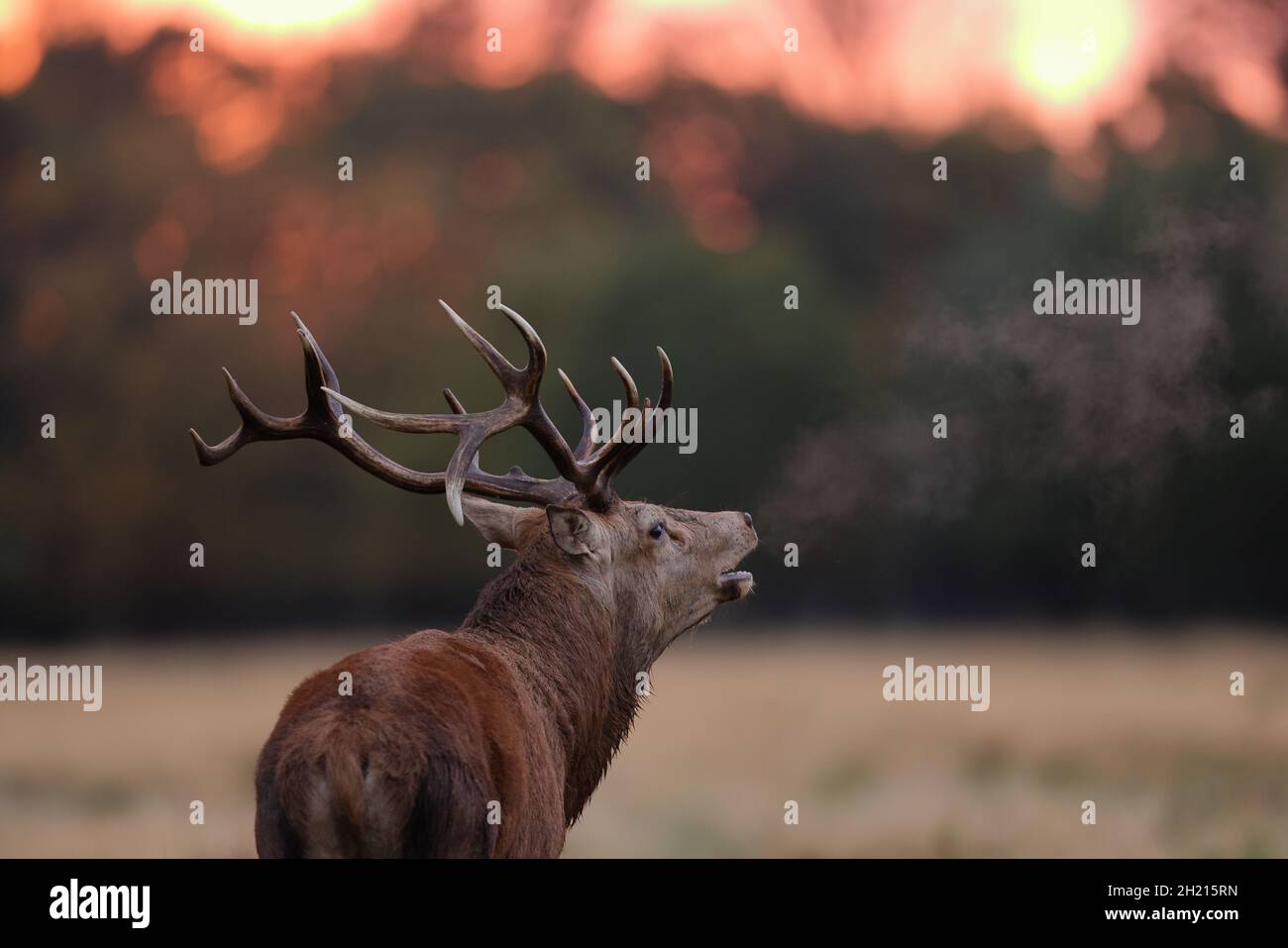 The red deer is one of the largest deer species. A male red deer is