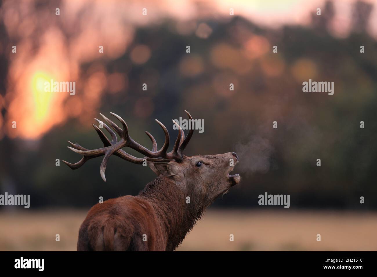 The red deer is one of the largest deer species. A male red deer is