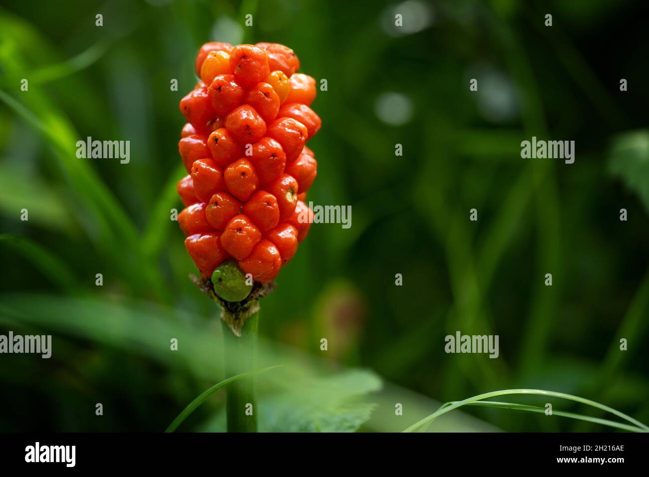 Arum Maculatum With Red Berries Also Called Cuckoo Pint Or Lords And arum-maculatum-with-red-berries-also-called-cuckoo-pint-or-lords-and