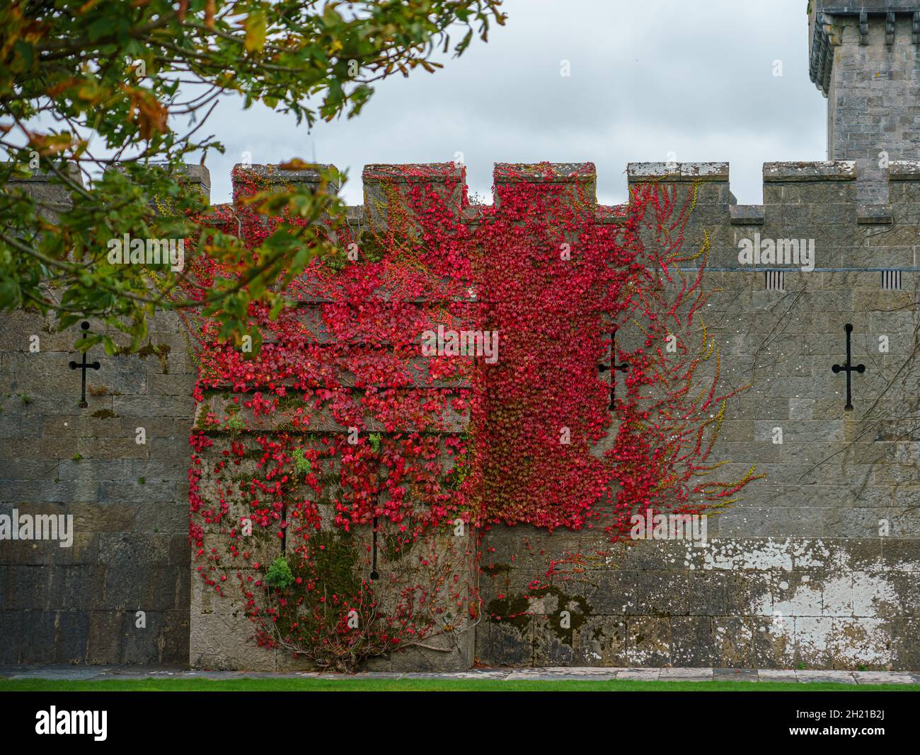Virginia creeper (Parthenocissus quinquefolia) climbing the external walls Penrhyn Castle, an extensive country house in Llandygai Bangor Wales UK Stock Photo