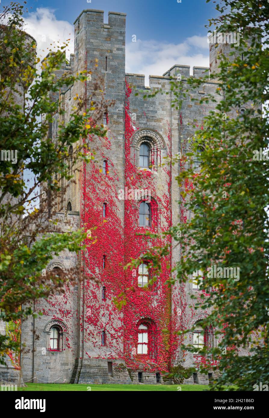 Virginia creeper (Parthenocissus quinquefolia) climbing the external walls of Penrhyn Castle, an extensive country house in Llandygai Bangor Wales UK Stock Photo