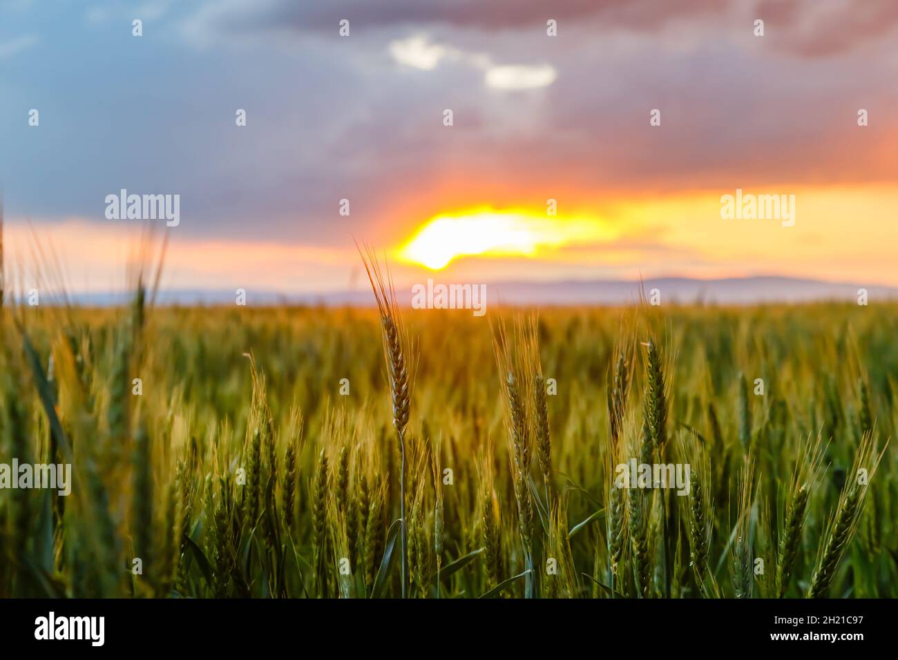 Beautiful shot of a wheat field on the sunset sky background Stock ...