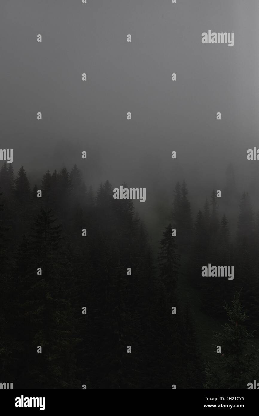 Vertical shot of a forest during the foggy weather Stock Photo - Alamy