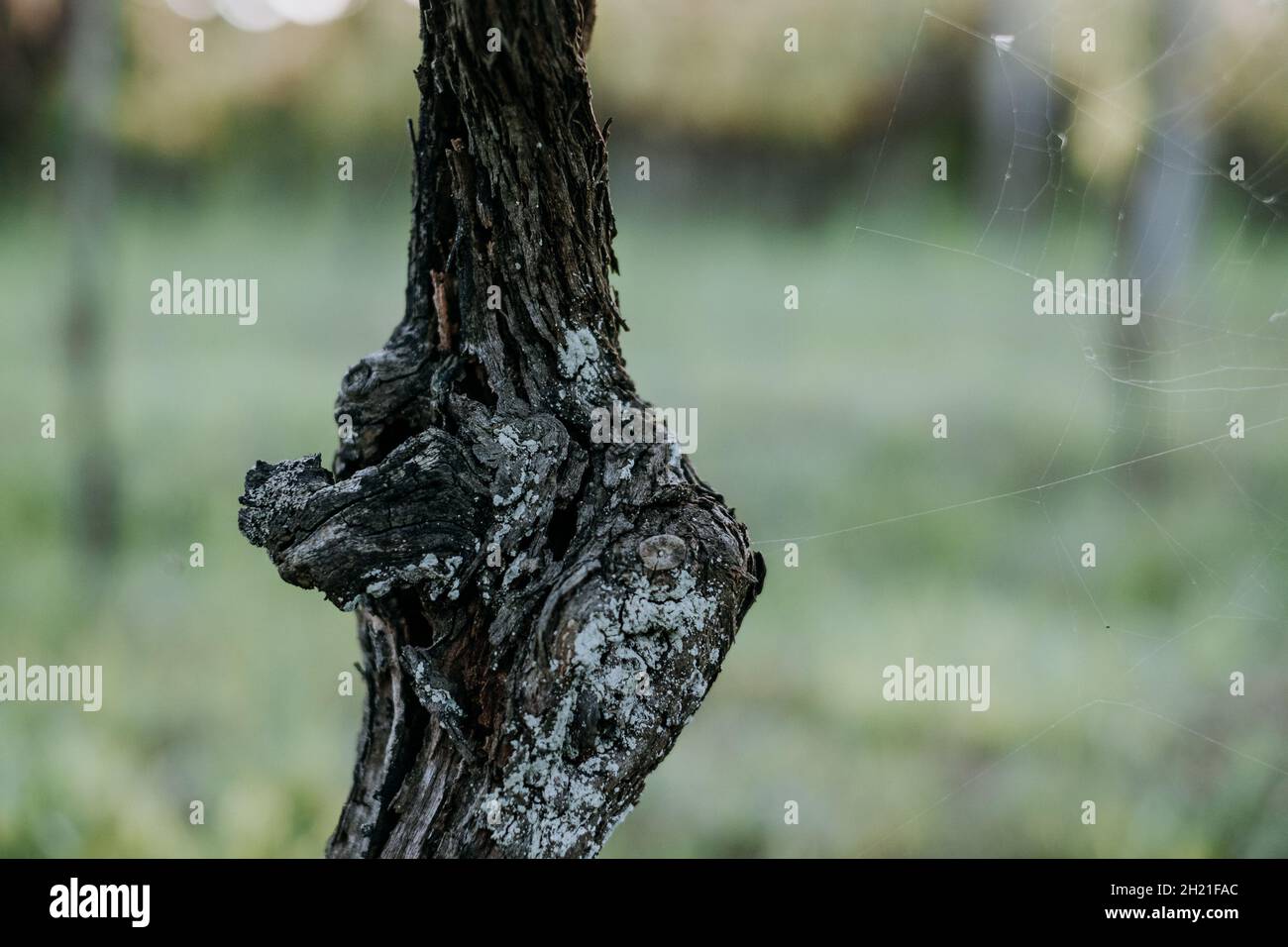 Closeup shot of a grape tree trunk in a vineyard on a blurred ...
