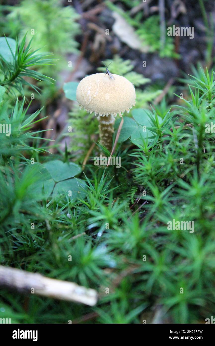 Mushroom in the woods (Germany, Fall 2021) Stock Photo