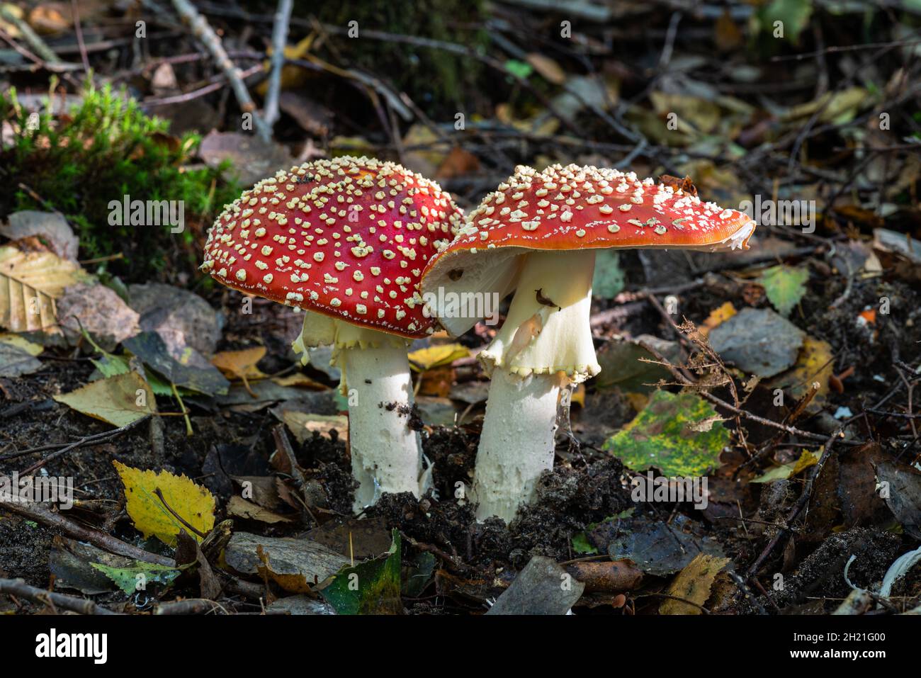 Close-up view of two mushrooms Amanita muscaria, commonly known as fly agaric or fly amanita, with typical bright red cap dotted with white spots. Stock Photo