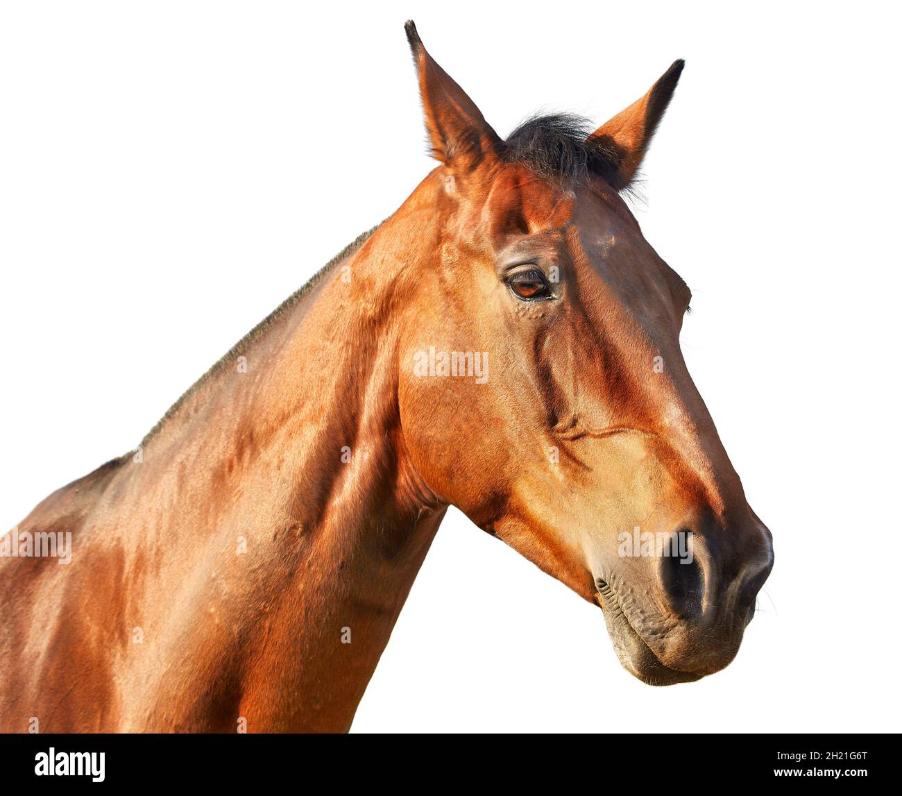 Portrait of a light chestnut horse in profile on a white background