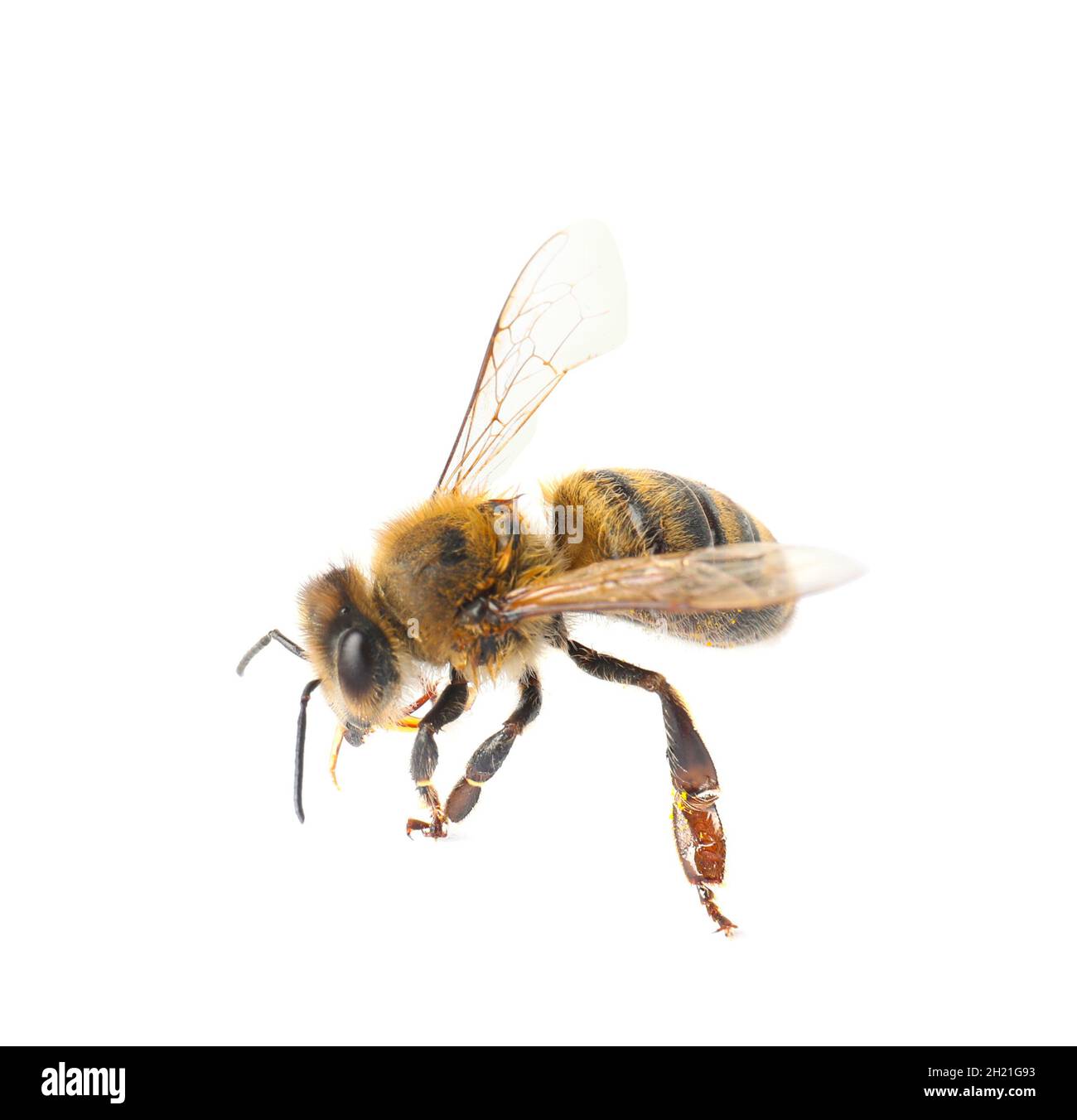 Beautiful honeybee on white background. Domesticated insect Stock Photo ...