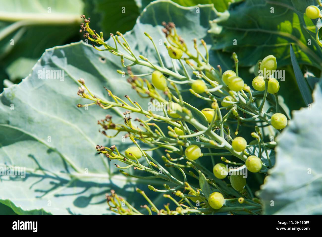 Sea Kale (Crambe maritima) in seed Stock Photo Alamy