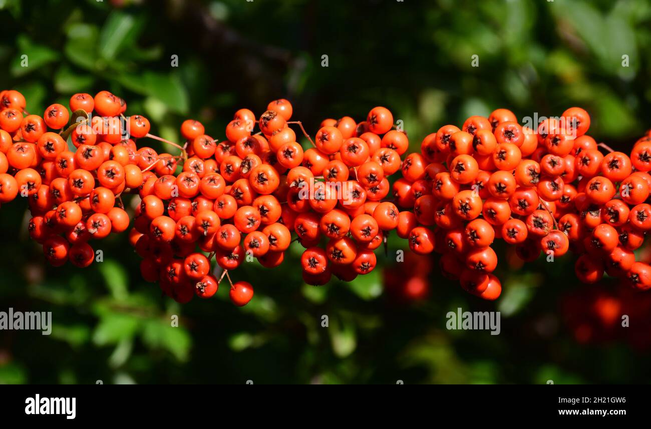 A long bunch of red firethorn berries Stock Photo