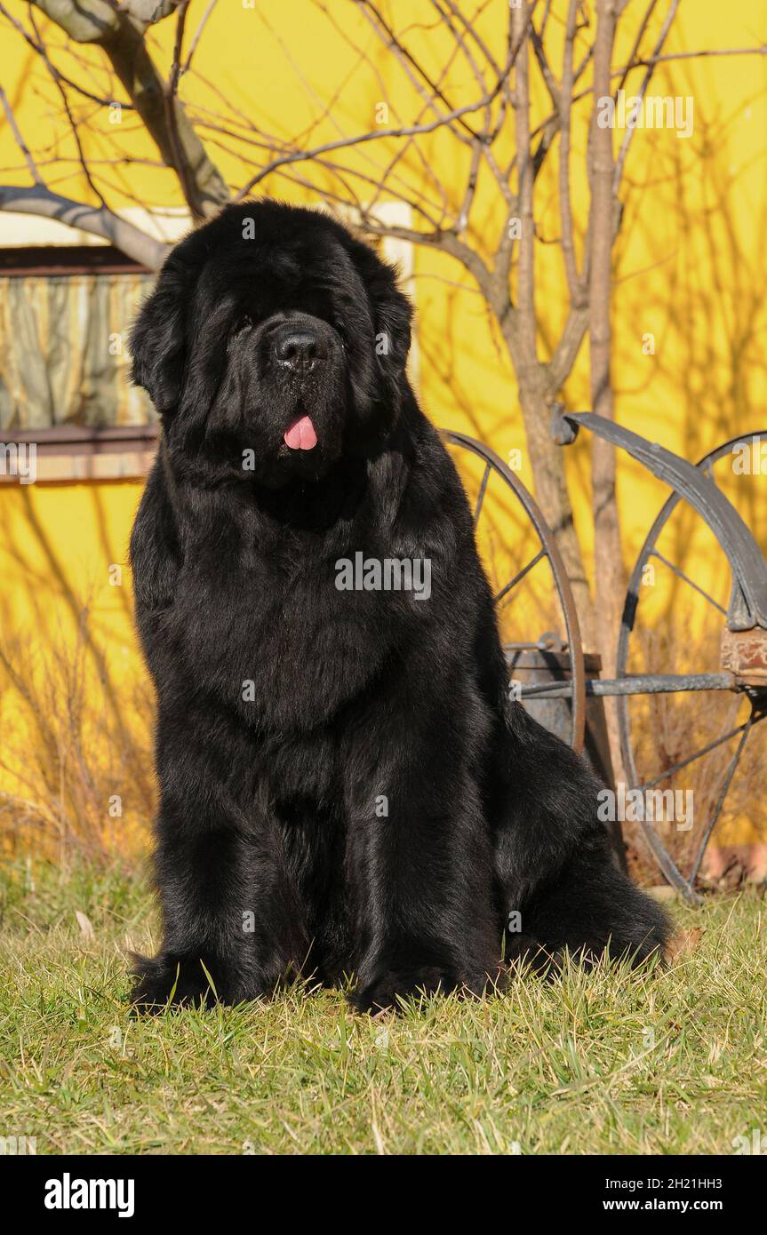 Purebred newfoundland hotsell