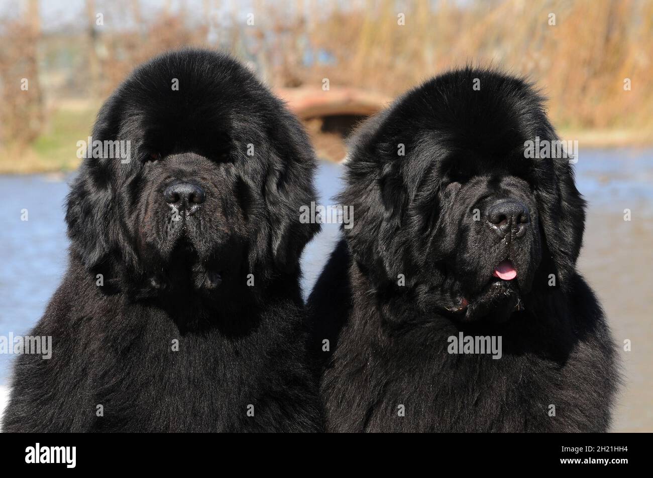 Black purebred Newfoundland dogs Stock Photo
