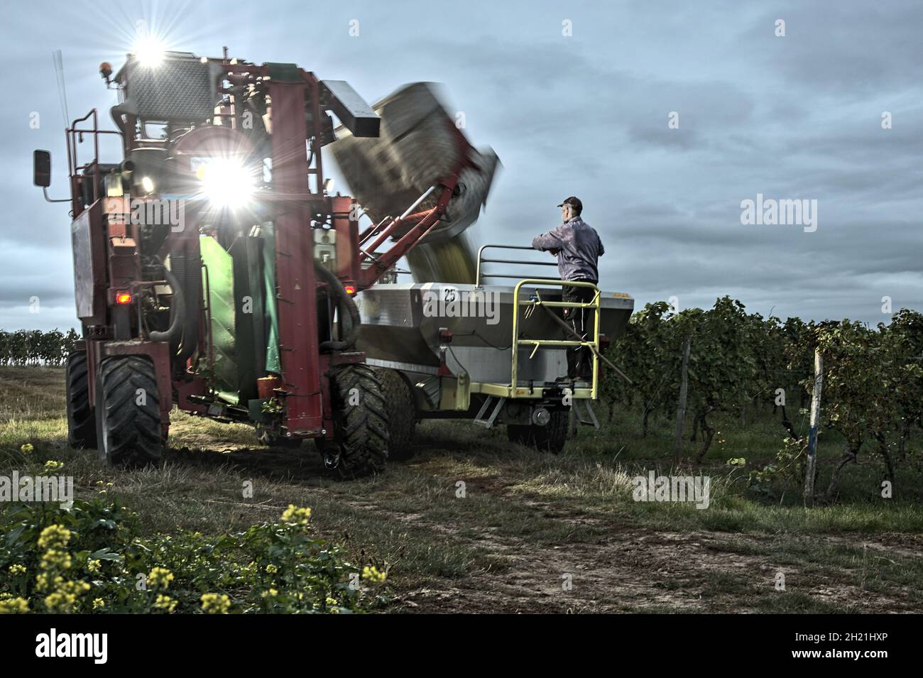 Saulheim, Rhienland Palatinate, Germany, October 02, 2021 7:30 am. Early morning harvest with farmer and mechanical wine grape harvester tipping grape Stock Photo