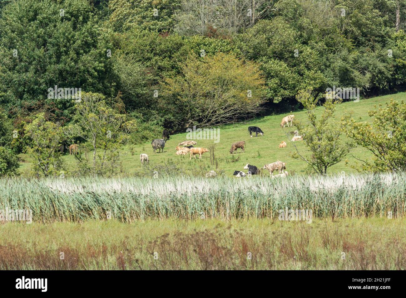Cattle grazing in green pasture / field near river. Metaphor for food