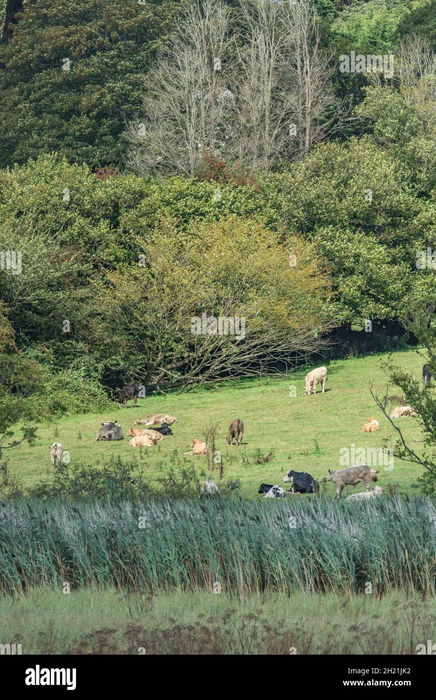 Cattle grazing in green pasture / field near river. Metaphor for food