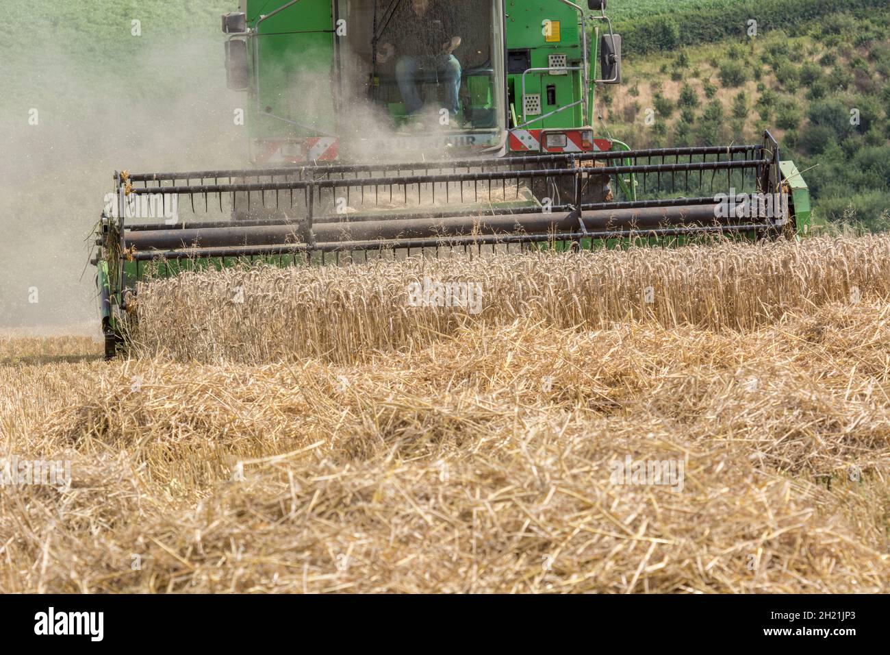 Combine harvester cutting ripe wheat crop - on sloping ground / field. Metaphor food security / growing food, UK farming and agriculture, wheat supply Stock Photo