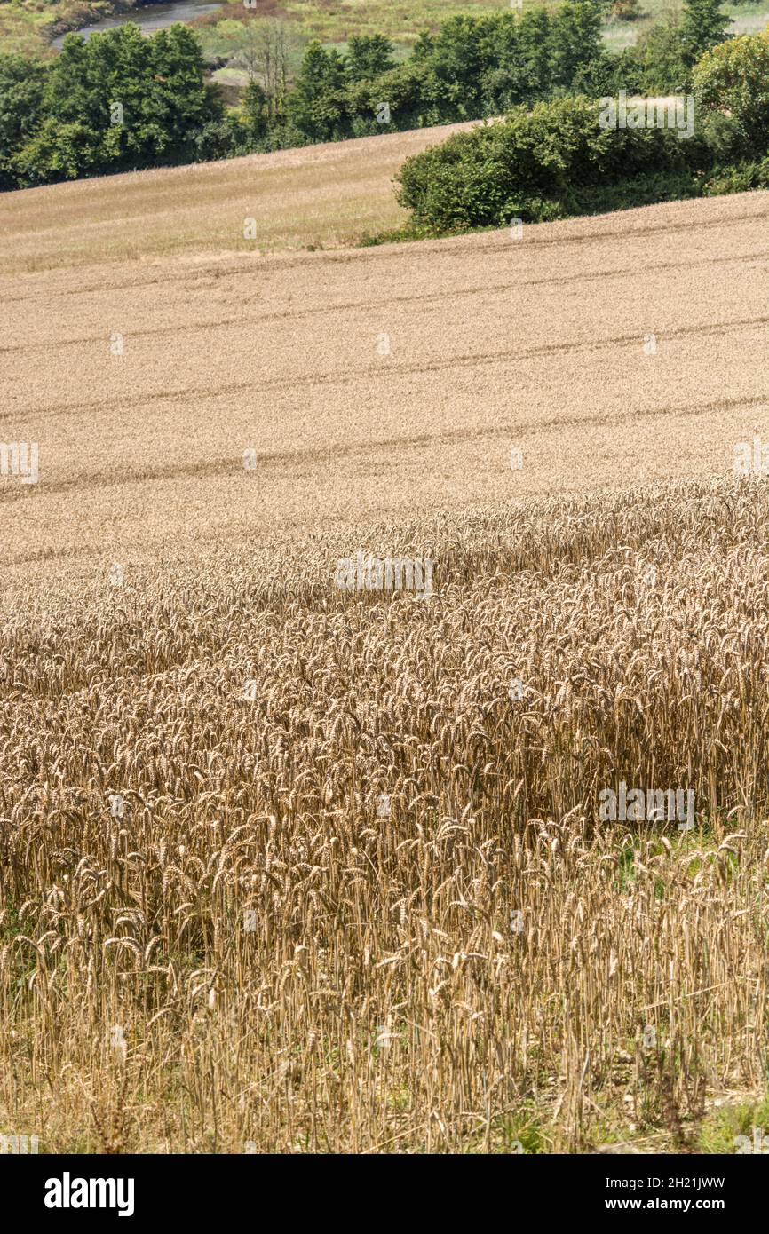 Ripening wheat crop awaiting harvesting. Focus on lower half of image. Metaphor for food security / growing food, food growing in the field. Stock Photo