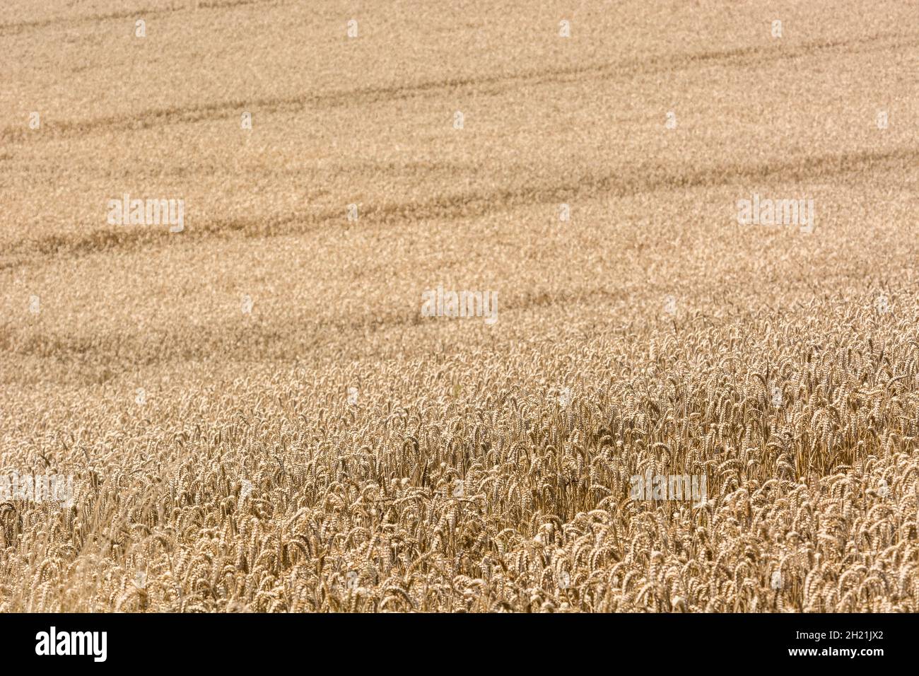 Ripening wheat crop awaiting harvesting. Focus on bottom third of image