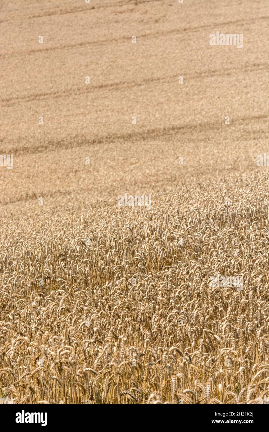 Ripe wheat crop ready for harvesting. Metaphor for food security / growing food, food growing in the field, UK farming and agriculture. Stock Photo