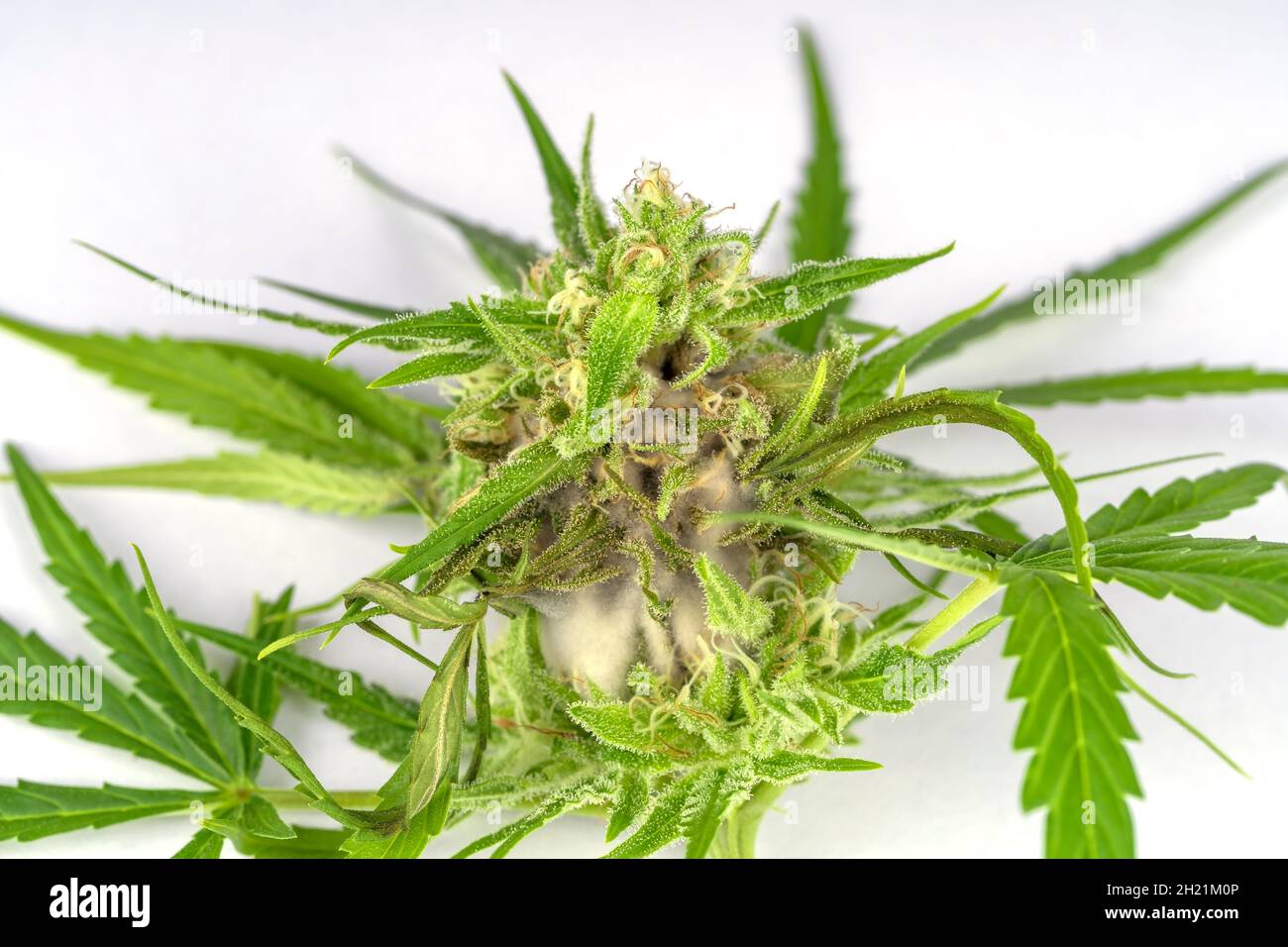 Detail of a cannabis plant affected by fungi isolated on white Stock Photo