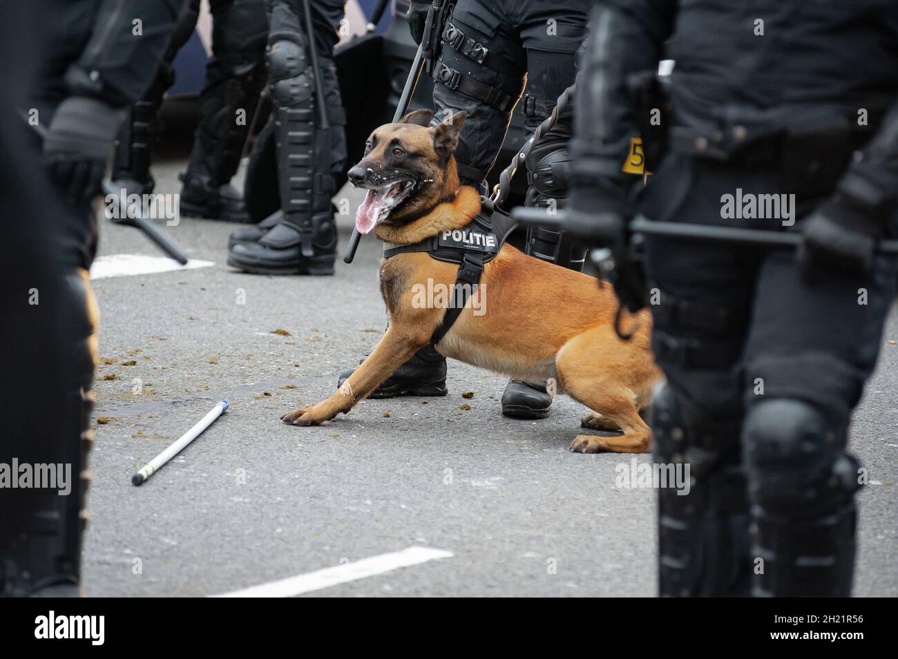 Rotterdam, Netherlands. 17th Oct, 2021. Canine police unit on standby
