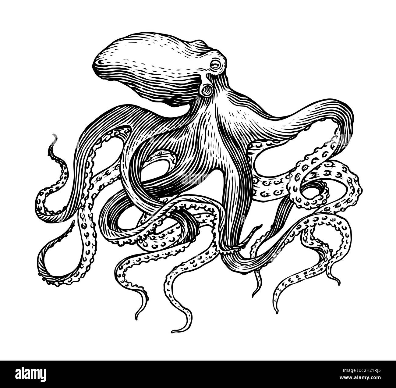 Octopus Realistic Drawing Steampunk · Creative Fabrica