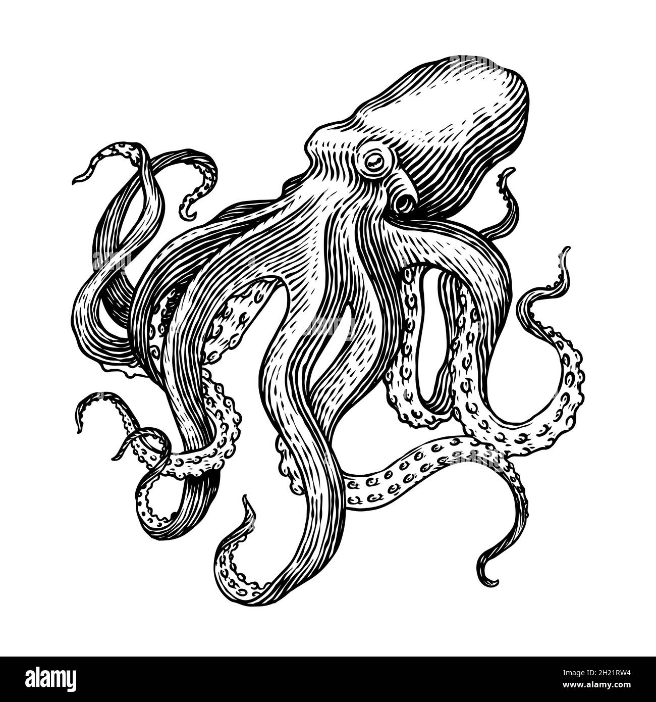octopus drawing outline