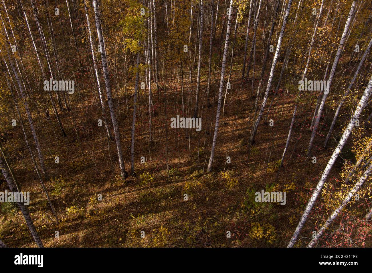 Flying in crowns autumn trees hi-res stock photography and images - Alamy