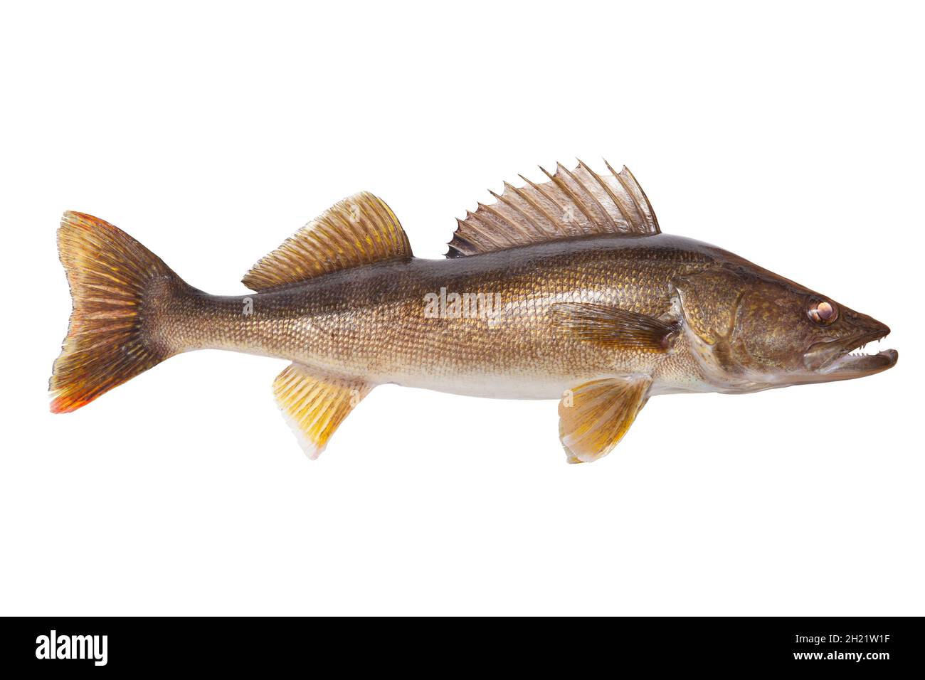 Big twenty six and a half inch walleye isolated on a white background Stock Photo
