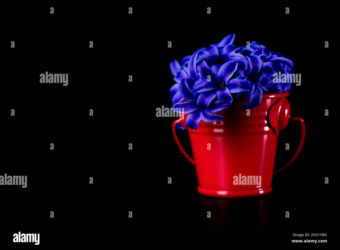 Hyacinth flowering plant in a mini decorative bucket isolated on a black background Stock Photo