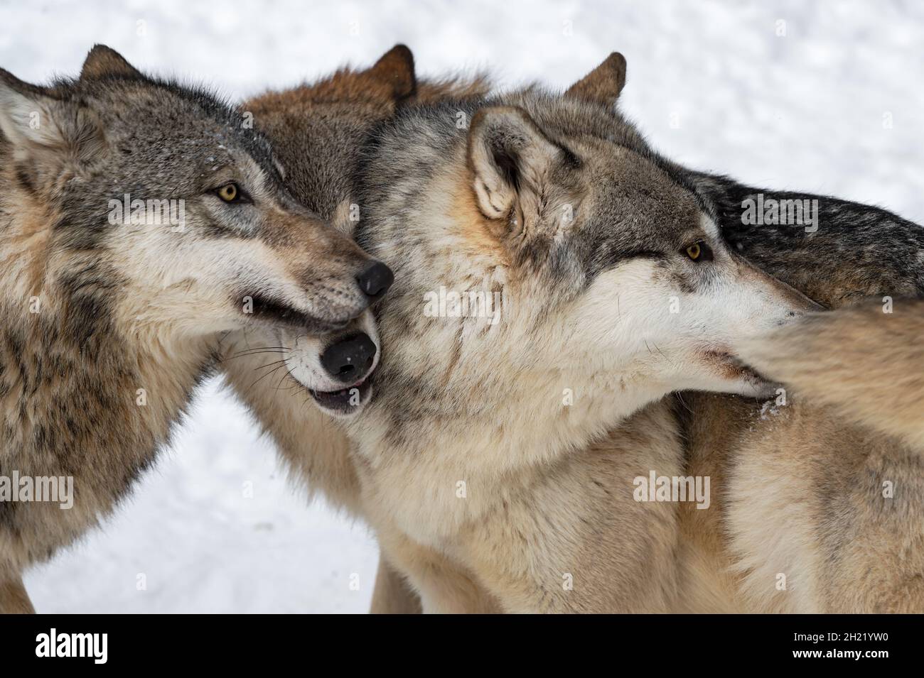 Grey Wolves (Canis lupus) Nose Together Winter - captive animals Stock ...
