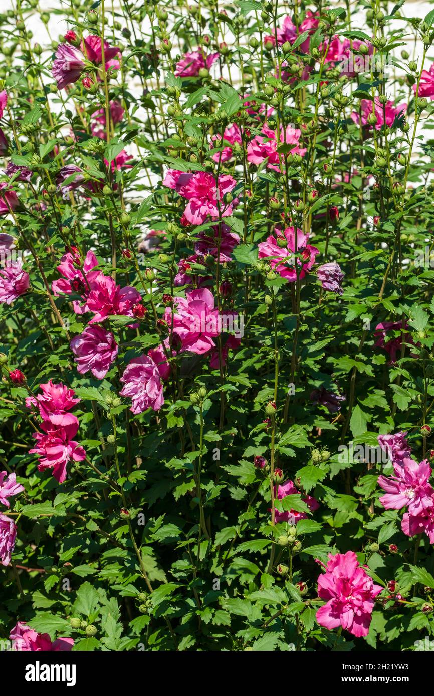 Double petaled 'Lucy' Althea, Rose of Sharon shrub blooming in late summer, Wichita, Kansas, USA. Stock Photo
