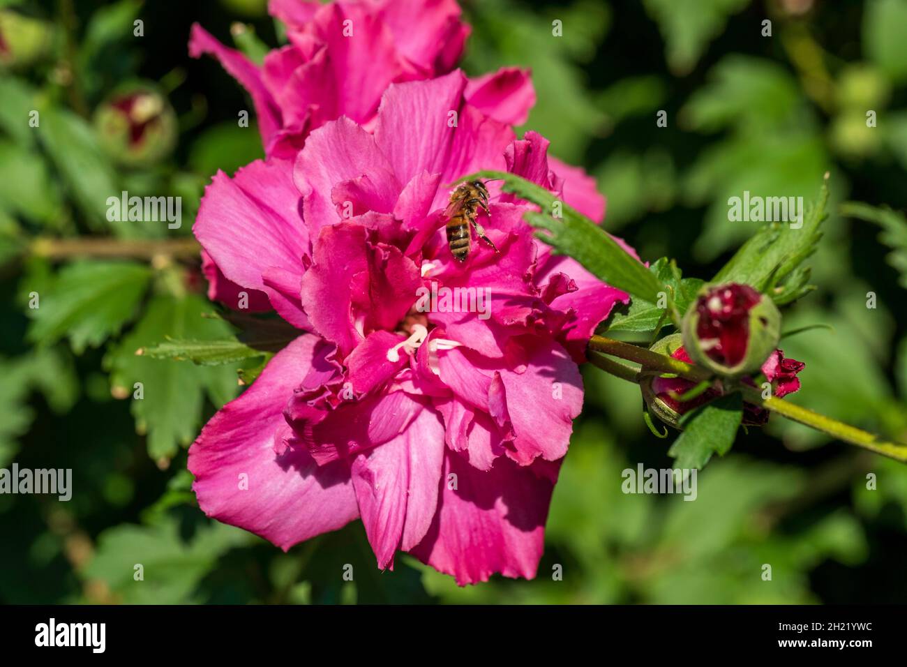 Honeybee, Apis mellifera, gathering pollen from Althea, Rose of Sharon, a deep pink double petaled flower. Kansas, USA. Stock Photo