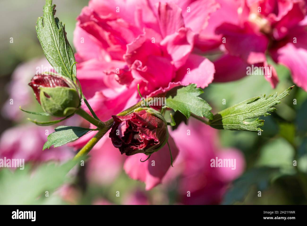 Closeup of Althea, Rose of Sharon, a deep pink double petaled flower and buds. Kansas, USA. Stock Photo