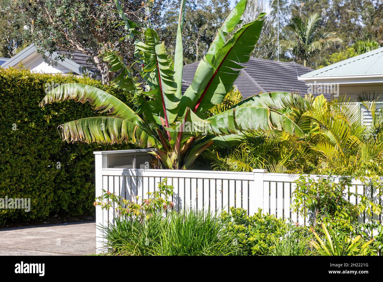 Banana Palm plant, Abyssinian banana growing in a garden of a Sydney home on the northern beaches,NSW,Australia Stock Photo