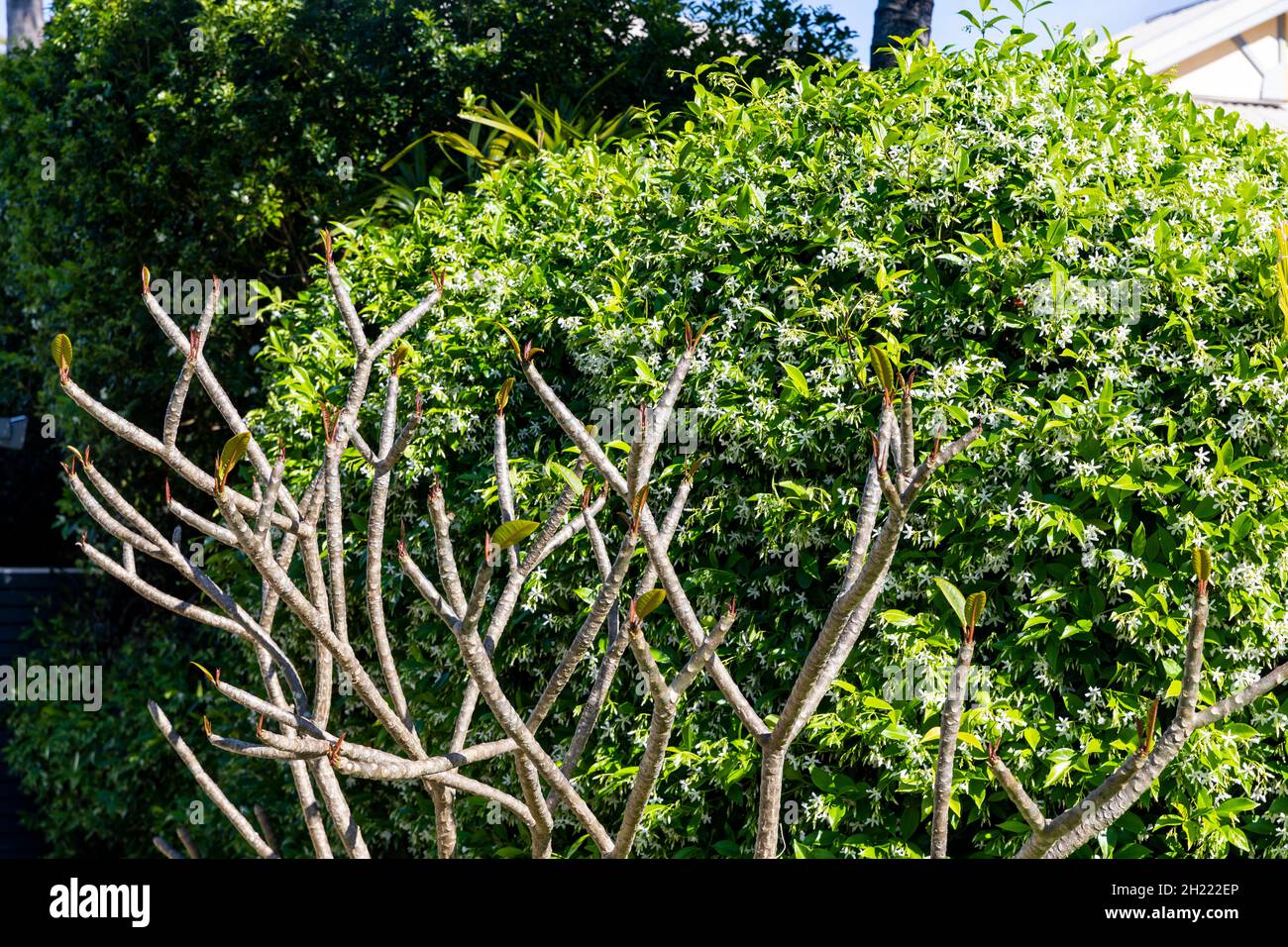 Sydney garden in Spring, frangipani tree with buds and Chinese star
