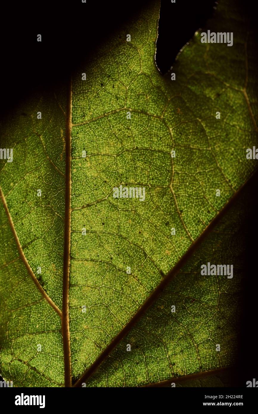 Close up backlit detail shot of a California Western Sycamore (Platanus racemosa) tree leaf. Stock Photo