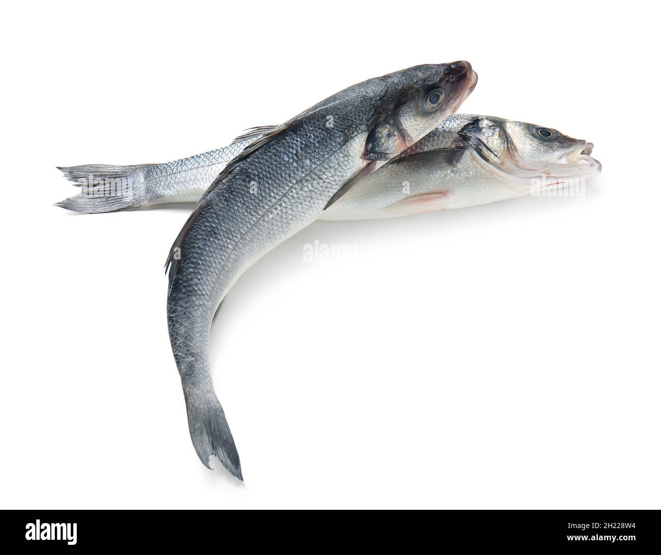 Fresh uncooked sea bass fish on white background Stock Photo - Alamy