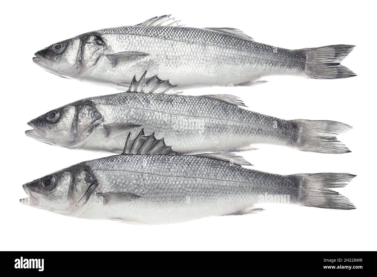 Fresh uncooked sea bass fish on white background Stock Photo - Alamy