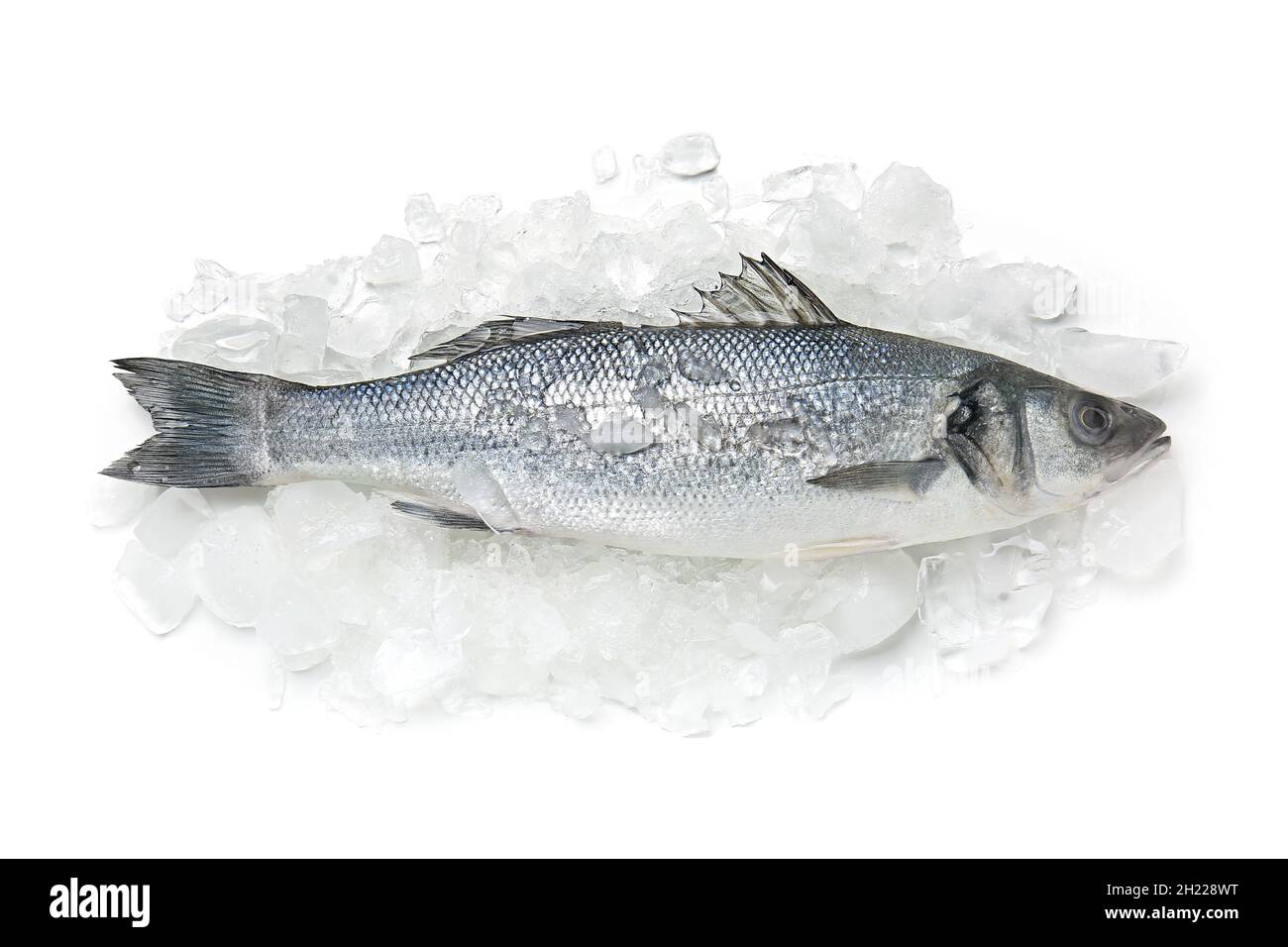 Fresh uncooked sea bass fish on white background Stock Photo - Alamy