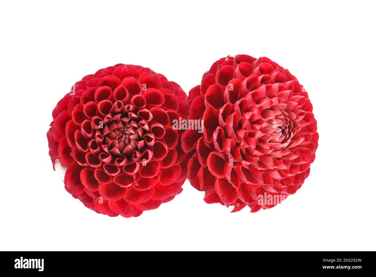Beautiful dahlia flower isolated on white background Stock Photo - Alamy
