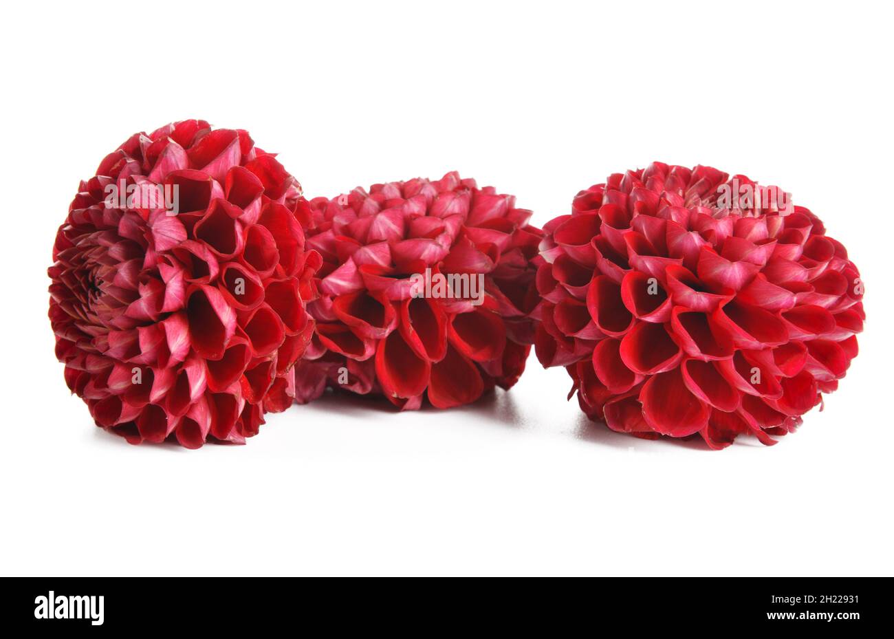 Beautiful dahlia flower isolated on white background Stock Photo - Alamy