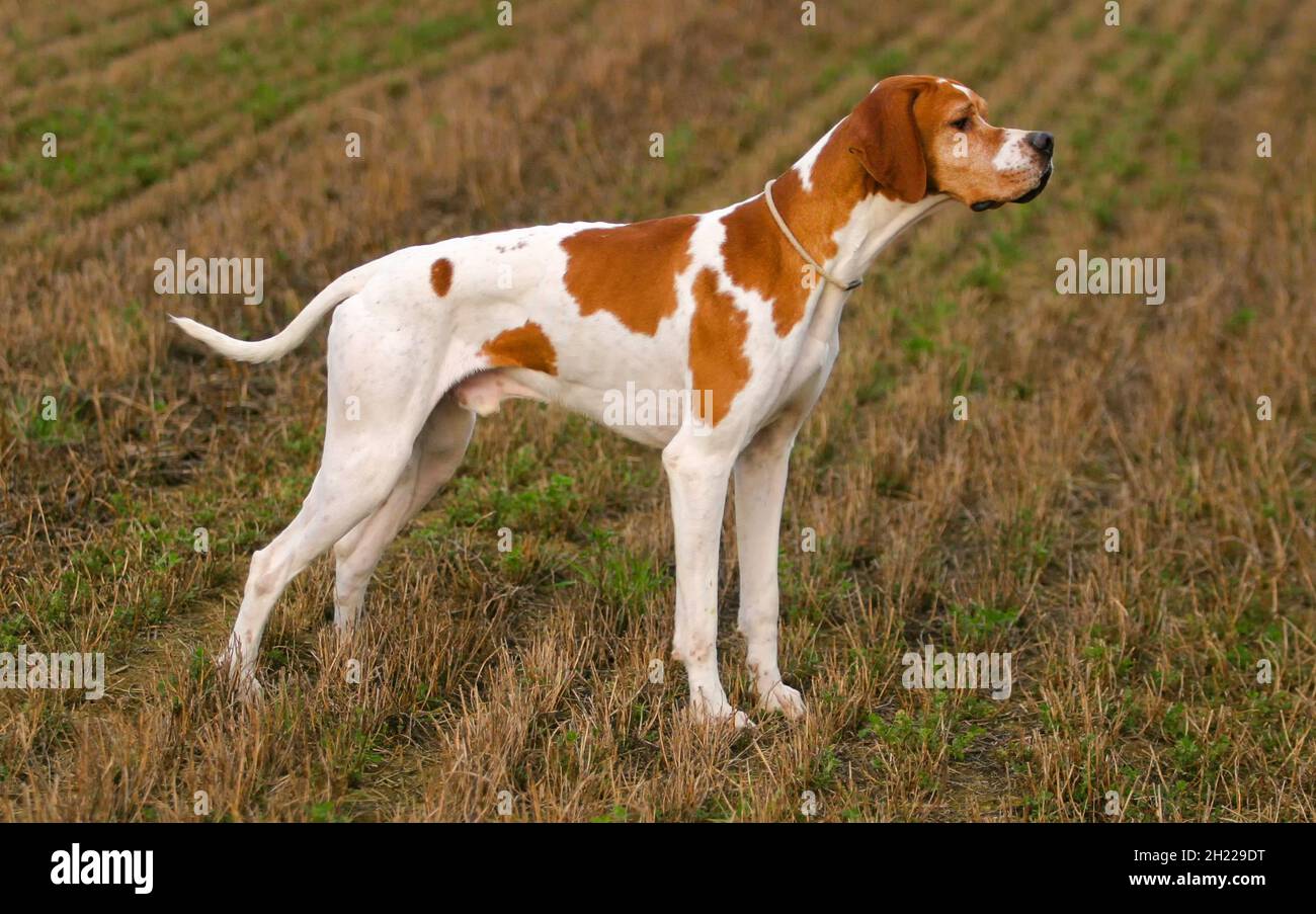 German shorthaired pointer dog in the meadow Stock Photo