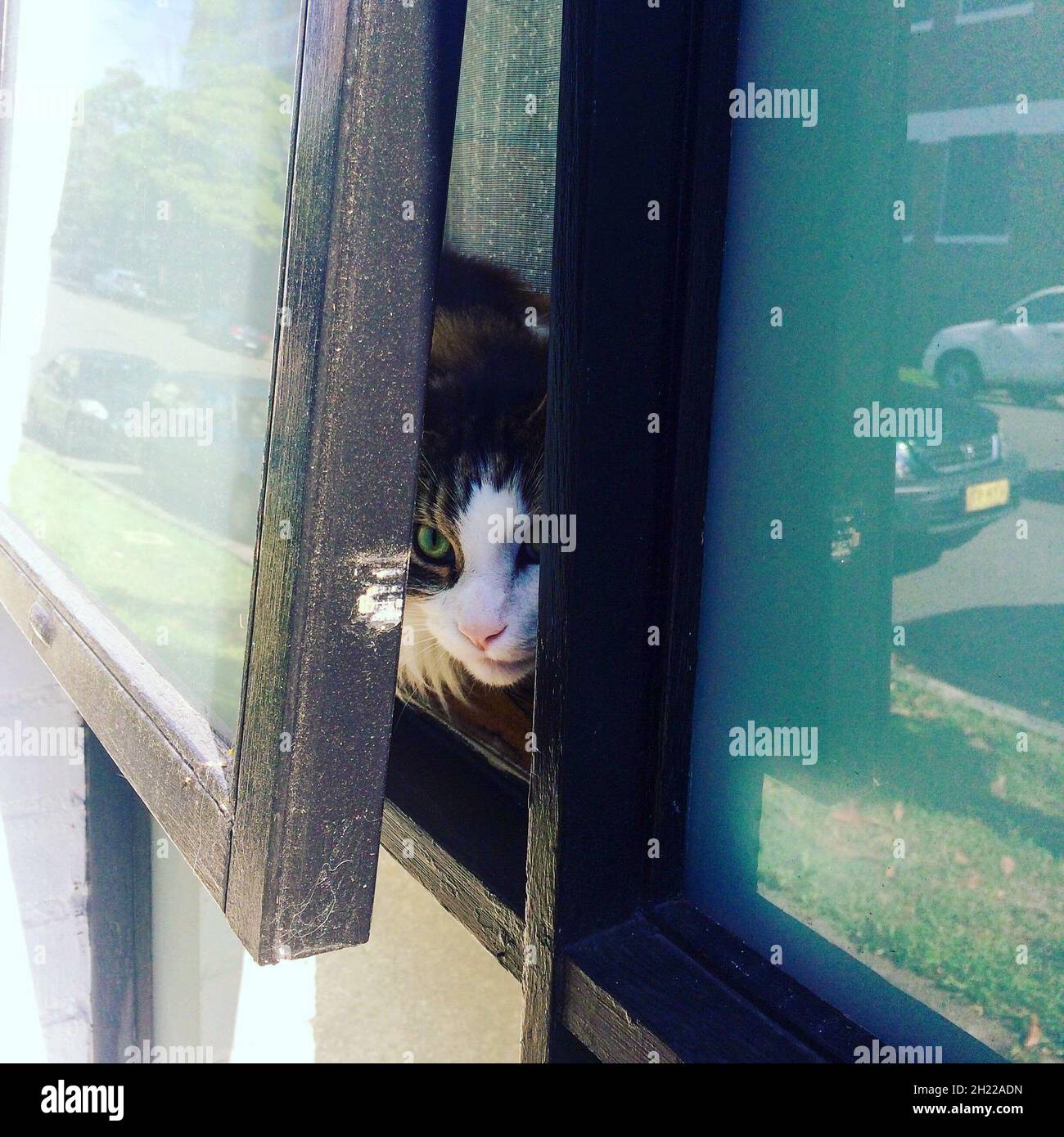 Cute little cat looking through the open window Stock Photo - Alamy