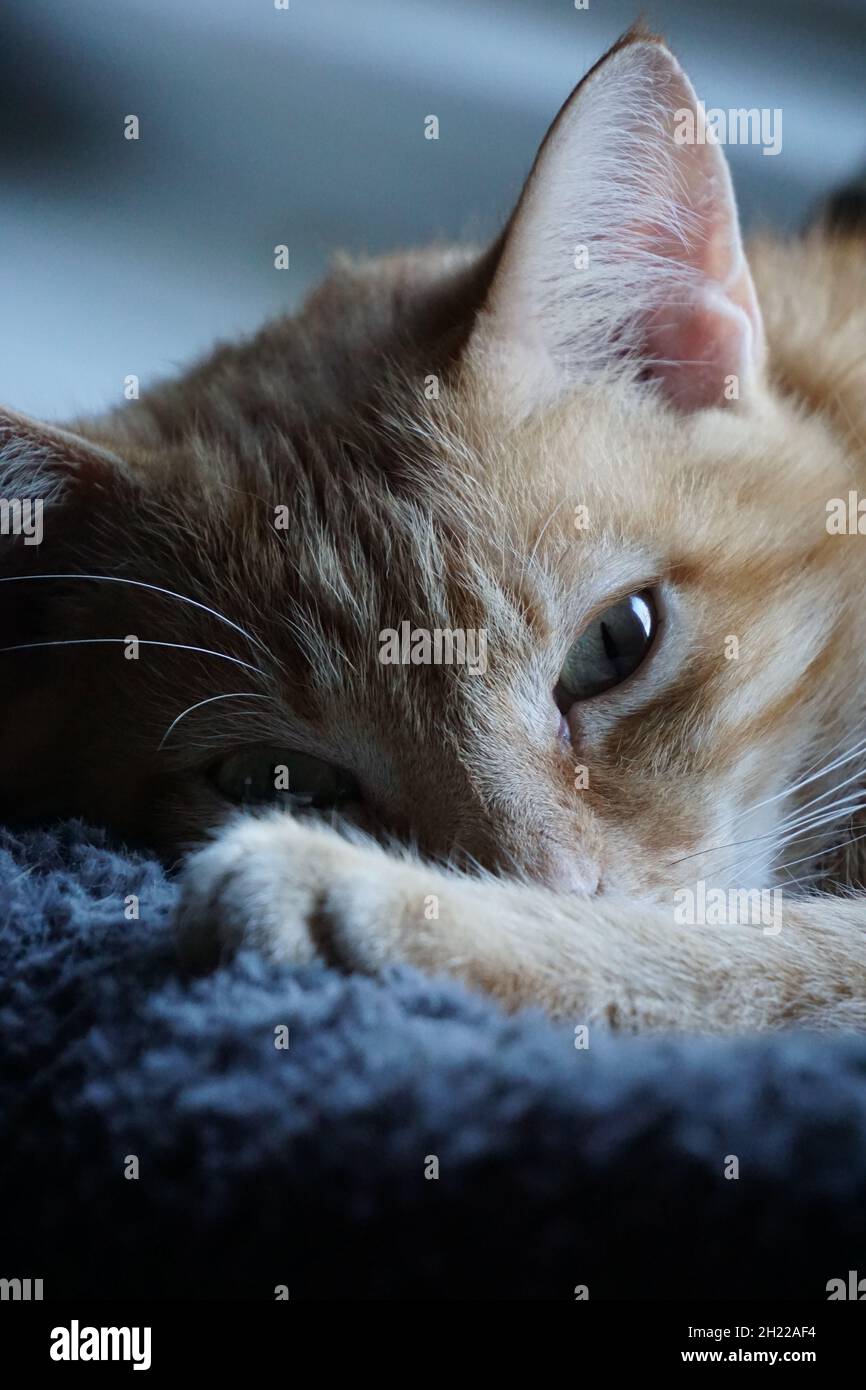 An indoor domestic ginger cat laying on a blue cat bed, looking toward the camera, with his foot in front of his face. Stock Photo