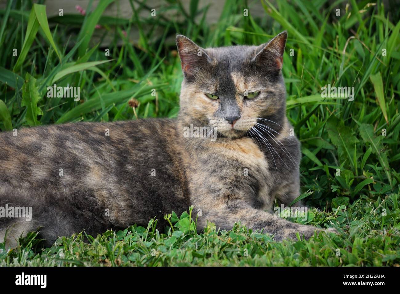 A dilute calico cat laying outside in the grass, looking at the camera. Stock Photo